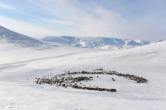 Nenets Reindeer Herders of Yamal, Russia, photo 13