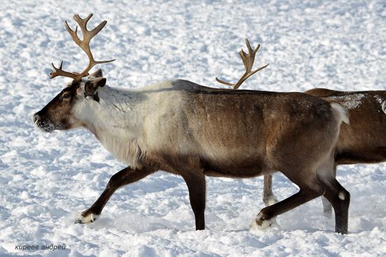 Nenets Reindeer Herders of Yamal, Russia, photo 14