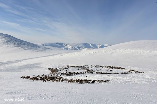 Nenets Reindeer Herders of Yamal, Russia, photo 15