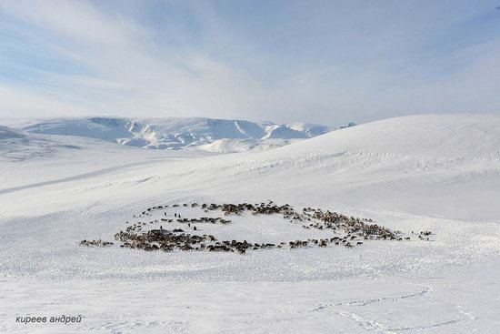 Nenets Reindeer Herders of Yamal, Russia, photo 17