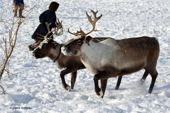 Nenets Reindeer Herders of Yamal, Russia, photo 18