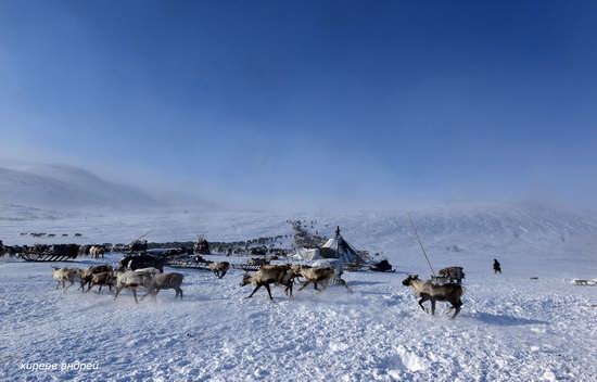 Nenets Reindeer Herders of Yamal, Russia, photo 2