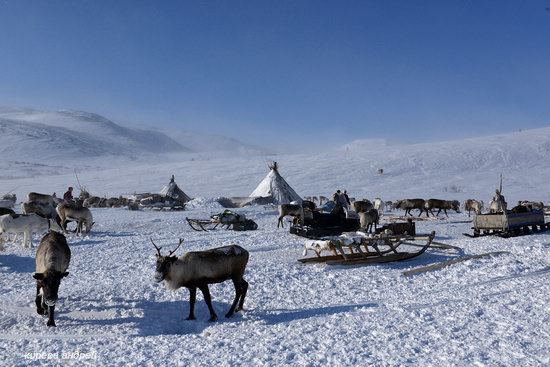 Nenets Reindeer Herders of Yamal, Russia, photo 3