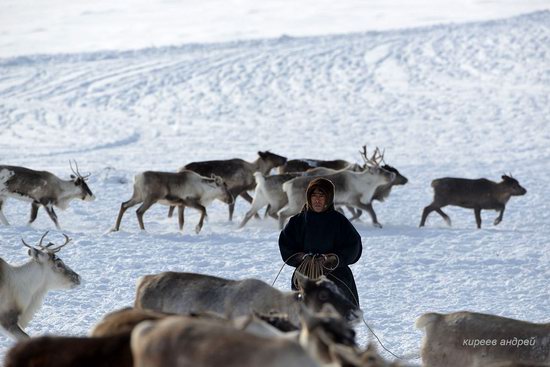 Nenets Reindeer Herders of Yamal, Russia, photo 4