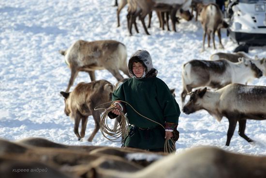 Nenets Reindeer Herders of Yamal, Russia, photo 5