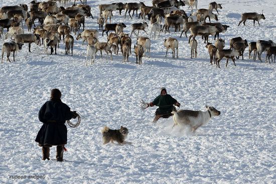 Nenets Reindeer Herders of Yamal, Russia, photo 6