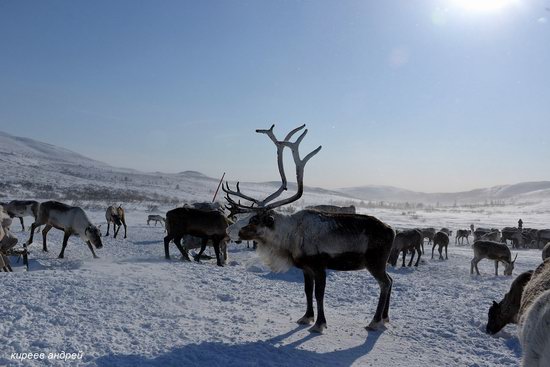 Nenets Reindeer Herders of Yamal, Russia, photo 7