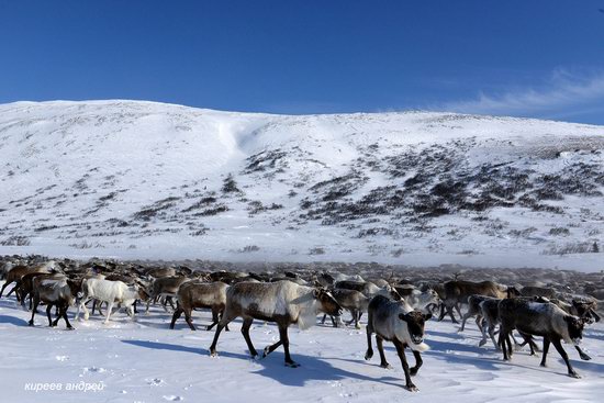 Nenets Reindeer Herders of Yamal, Russia, photo 9