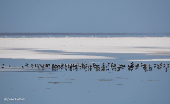 Lake Elton, Volgograd region, Russia, photo 20