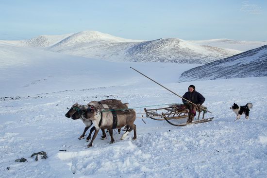 Life of Reindeer Herders of the Polar Urals, Russia, photo 27