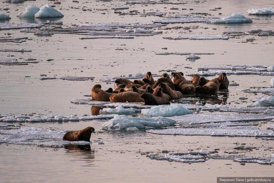 Franz Josef Land - the northernmost archipelago of Russia, photo 13