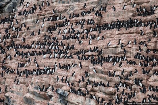 Franz Josef Land - the northernmost archipelago of Russia, photo 8