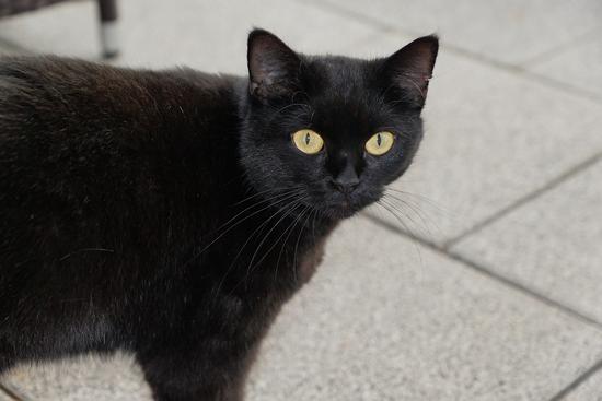 The black cat superstition is part of the Russian tradition