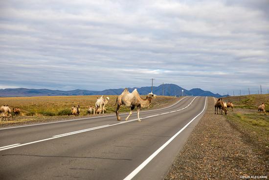 Picturesque landscapes along the Chuysky Trakt, Russia, photo 15