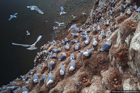 Taymyr - the Largest Peninsula in Russia, photo 16
