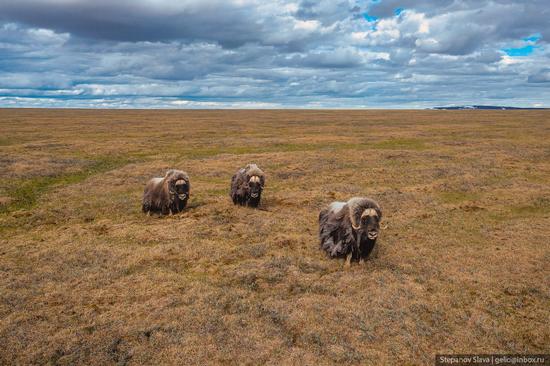 Taymyr - the Largest Peninsula in Russia, photo 6