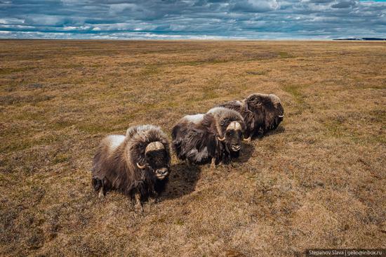 Taymyr - the Largest Peninsula in Russia, photo 7