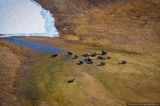 Taymyr - the Largest Peninsula in Russia, photo 8