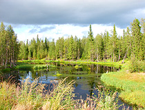 Forest in Arkhangelsk Oblast