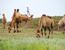 Camels in Astrakhan Oblast