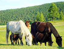 Buryatia horses
