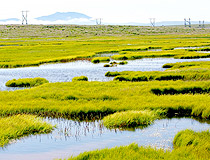 Swampy Chukotka