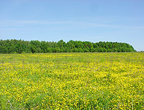 Flowering meadow in the Kaliningrad region