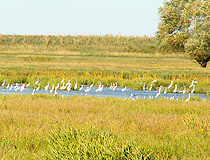 Egrets in Kalmykia