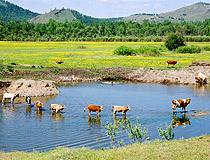 Cows in Khakassia