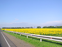 Sunflower field in Krasnodar krai