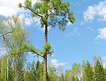 Forest in the Krasnoyarsk region