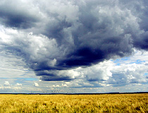 One of the many agricultural fields of Kursk Oblast