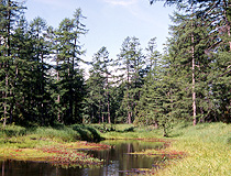 Forest in Magadan Oblast