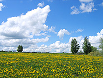Dandelions in Samara Oblast
