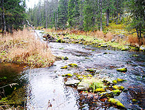 Forest stream in Sverdlovsk Oblast
