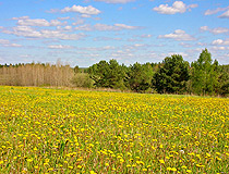 Field of dandelions in Sverdlovsk Oblast