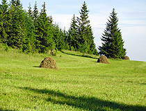 Harvesting of hay in Vologda province