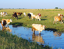 Cows in the Voronezh region