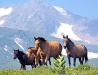 Adygea horses