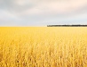 Wheat field in Chelyabinsk Oblast