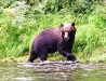 Bear in Chukotka