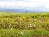 Chukotka landscape