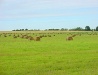 Kaliningrad Oblast scenery