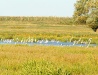 Egrets in Kalmykia