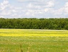 Flowering field in Kaluga Oblast