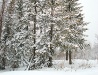Winter in Khabarovsk Krai