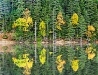 Forest in Khabarovsk Krai