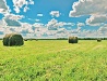 Field in the Leningrad region