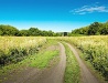 Country road in the Lipetsk region
