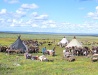 Reindeer herd in the Nenets region